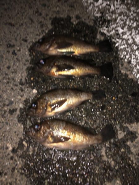 爆風プラッキング