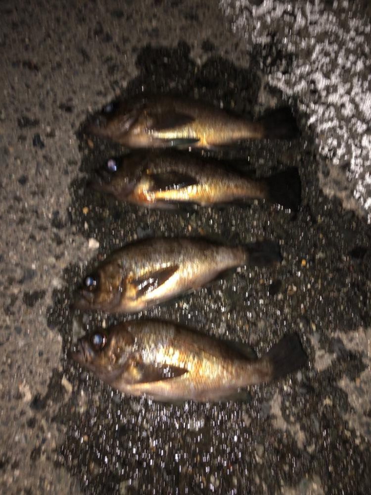 爆風プラッキング