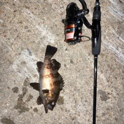 まだまだ無限メバル