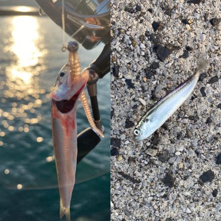 夕マズメチャレンジ