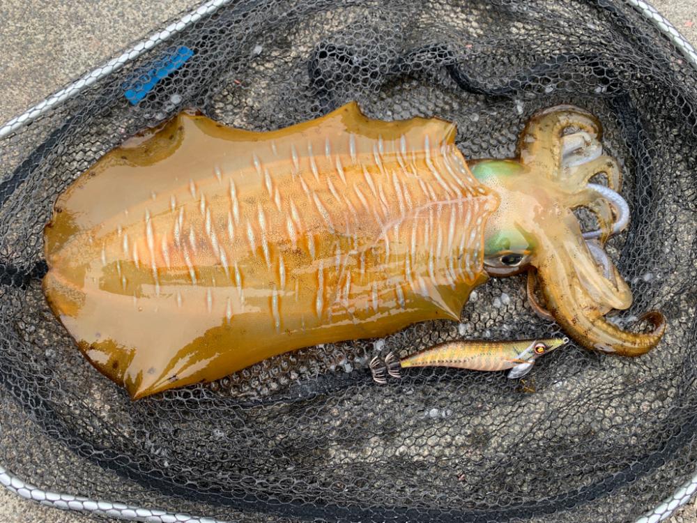 釣姫はポテンシャル高い