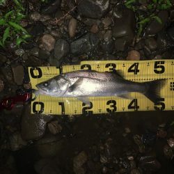 満潮からの下げ狙い