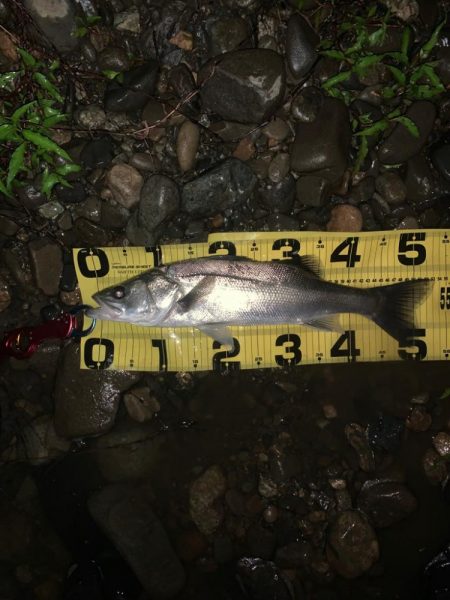 満潮からの下げ狙い