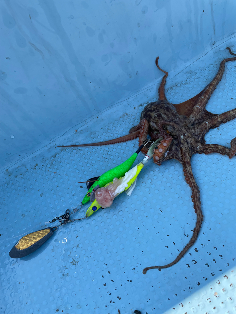 明石沖の船タコ釣り