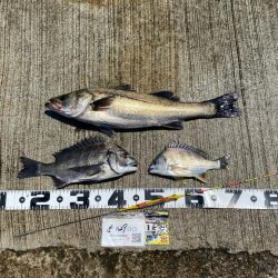 釣り始めの出だしは良かったのですがその後