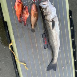 初のランカーシーバス