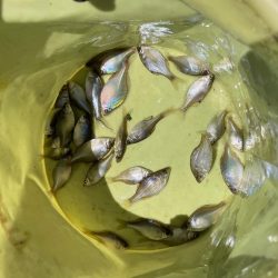 親子でタナゴ釣り