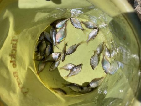 親子でタナゴ釣り