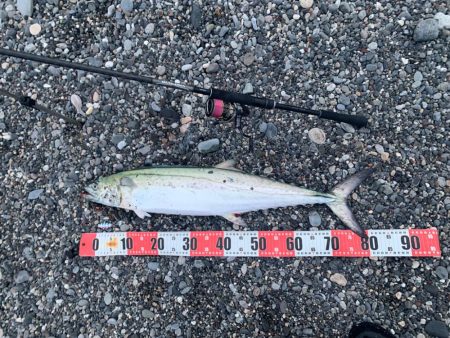 マキマキサゴシSPでサワラ！