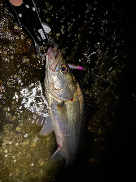 バチ抜けシーバス　ほぼボラ