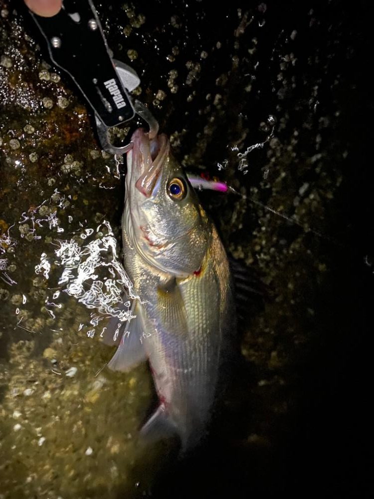 バチ抜けシーバス　ほぼボラ