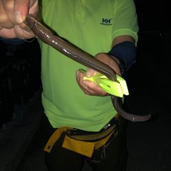 貝塚人工島水路でアナゴ