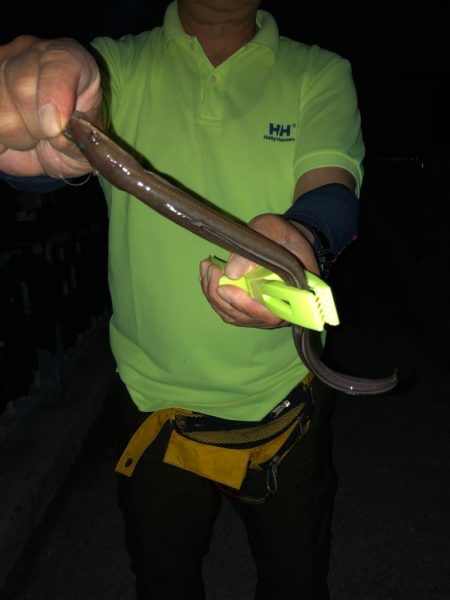 貝塚人工島水路でアナゴ