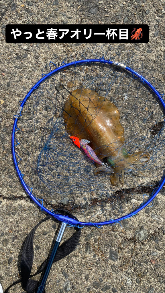 ようやく春アオリ一杯目！