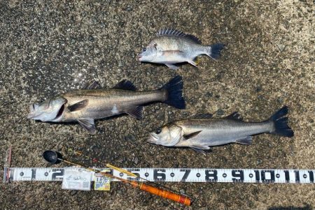 連日の高潮位を狙って