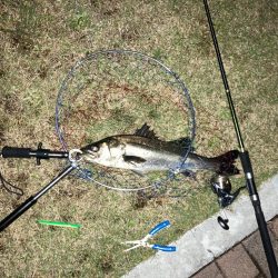 港湾バチハイシーズン