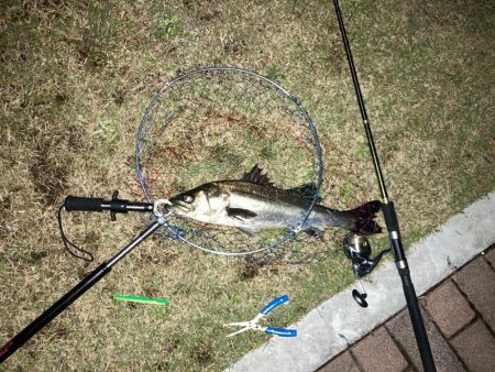 港湾バチハイシーズン