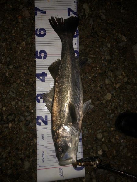 前に釣った魚と再会！？