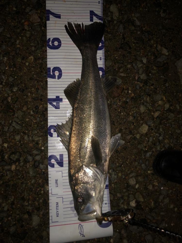 前に釣った魚と再会!?