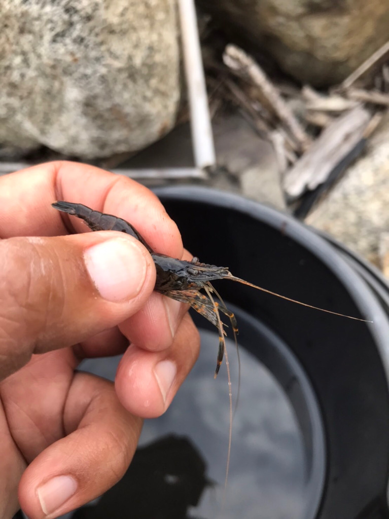 ちょっと早いけど、手長エビ調査