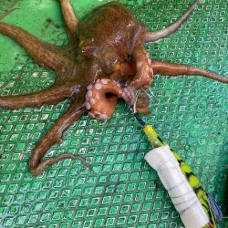 明石タコ…これからに期待‼️