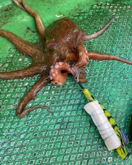 明石タコ...これからに期待‼…