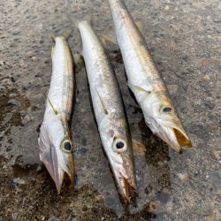 カマスとコウイカ