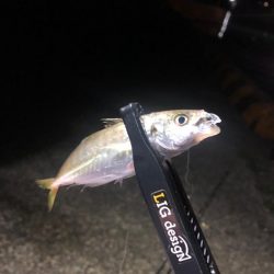 朝マズメの豆アジ！