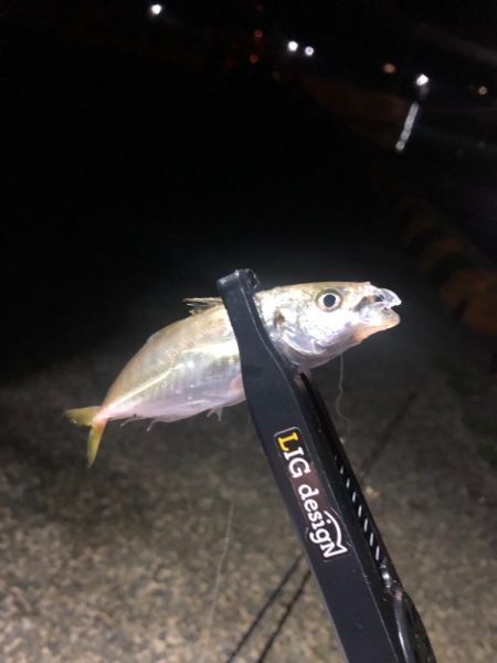 朝マズメの豆アジ！