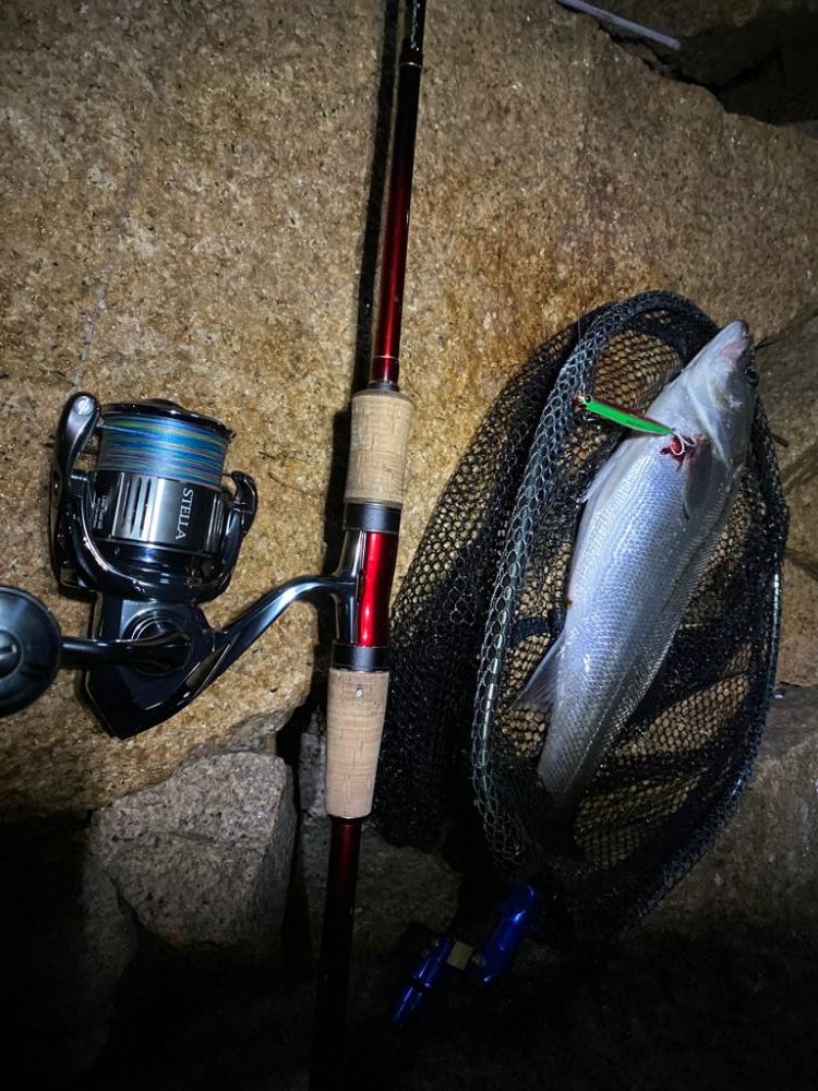 淀川バチパターン最盛期