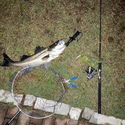 雨上がりシーバス