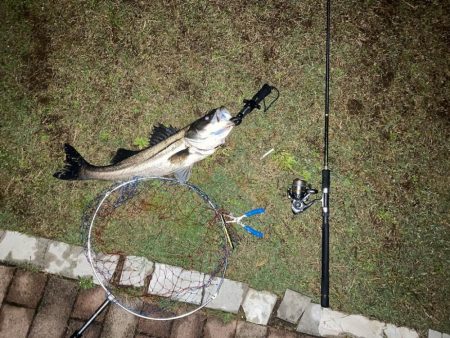 雨上がりシーバス