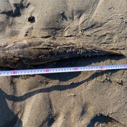 フラットフィッシュの聖地