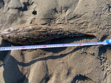 フラットフィッシュの聖地