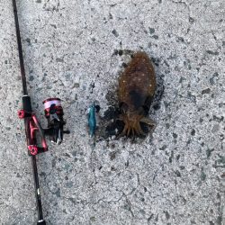 仕事帰りのエギング！