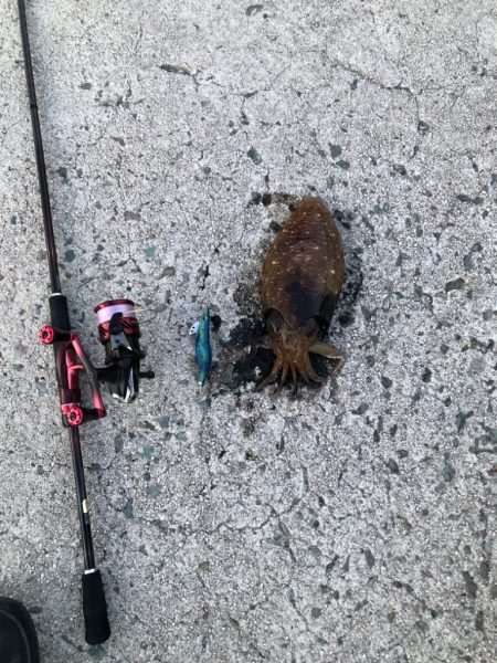 仕事帰りのエギング！