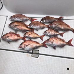 明石タイラバ！