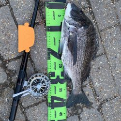 ヘチってきました