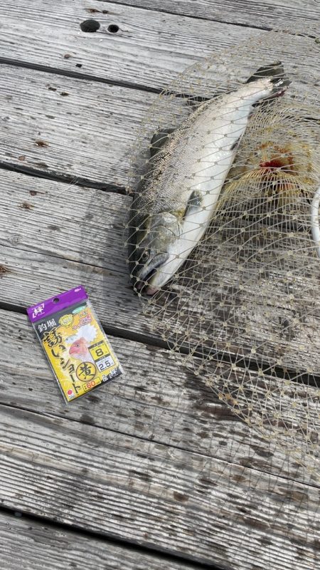 海恵のサーモンコーナー