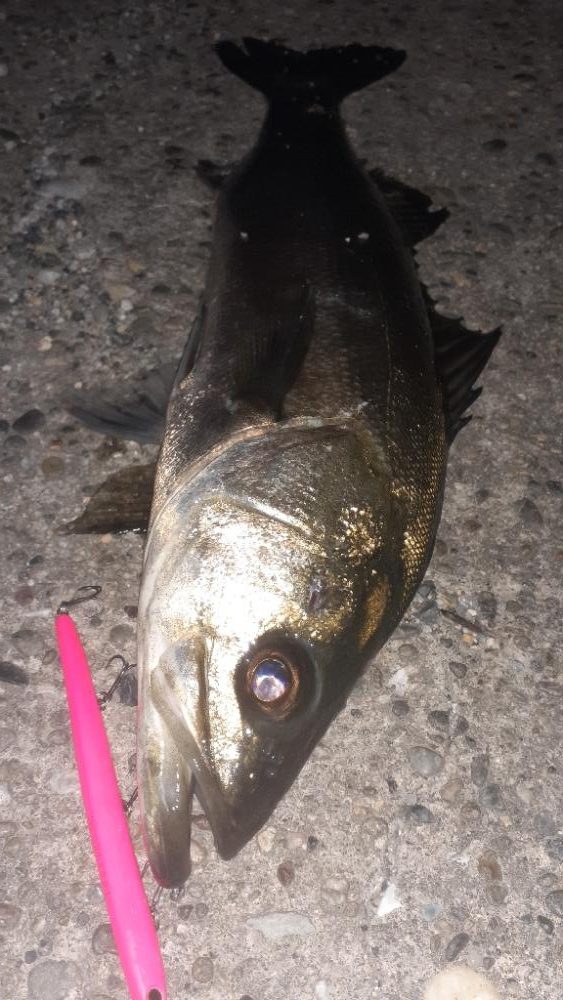 再びバチ調査！