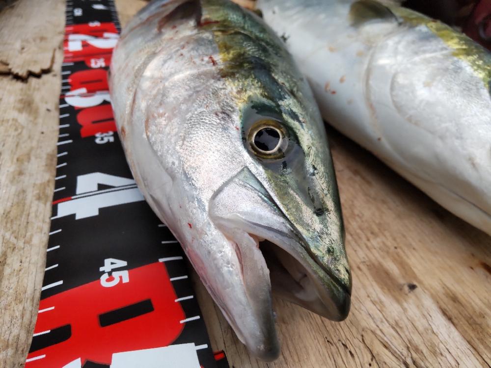 ショアプラッキング