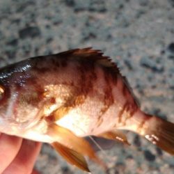 1年ぶりの小豆島メバリング