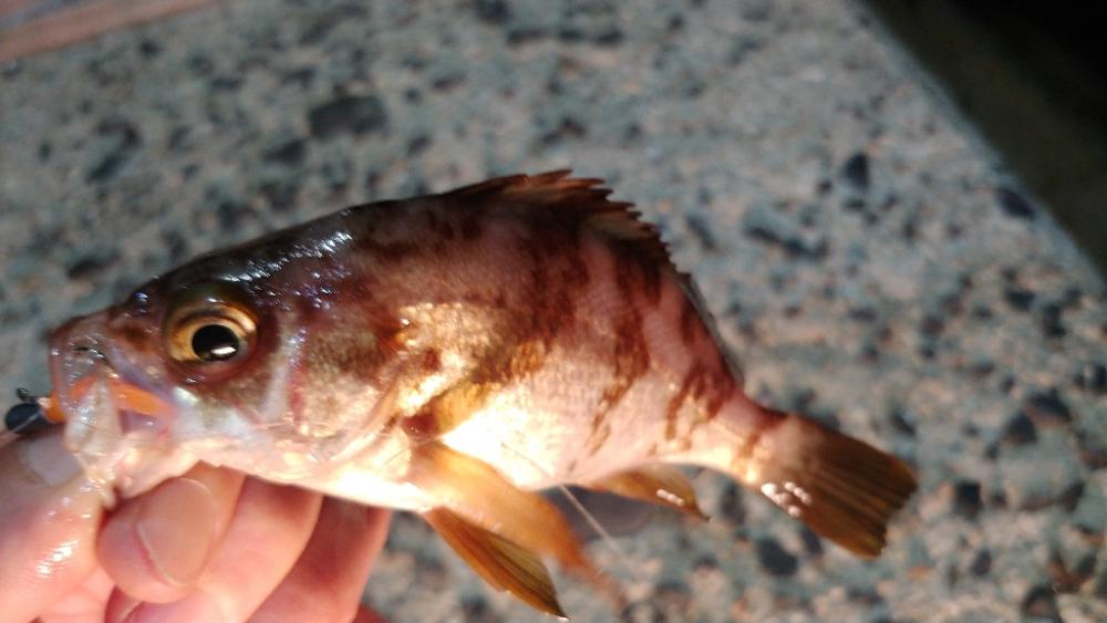 1年ぶりの小豆島メバリング