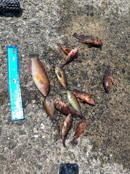 五目釣り大会に参加