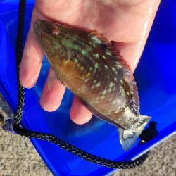 千本浜から沼津港で五目釣り