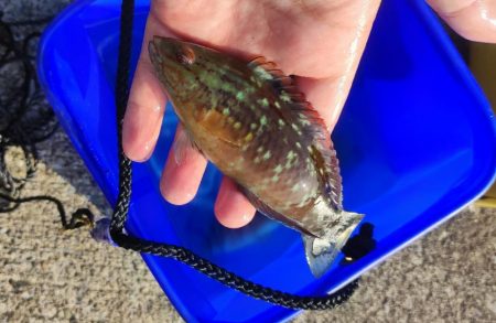 千本浜から沼津港で五目釣り