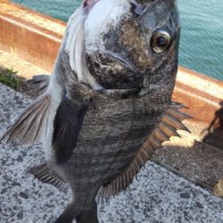 狙いはサワラ。