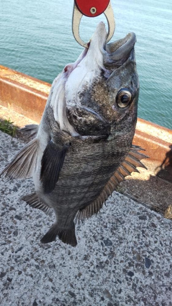 狙いはサワラ。