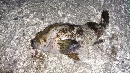 ちょい投げヘッドでクロソイが53秒で入れ喰…