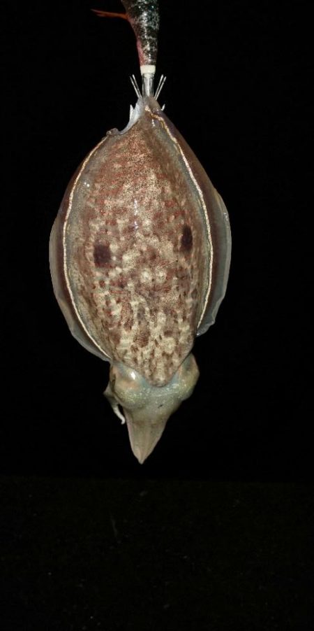 久しぶりの投稿